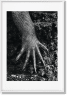 Sebastião Salgado. GENESIS, Art Edition No. 301–400 ‘Marine Iguana, Galápagos, Ecuador’
