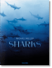 Michael Muller. Sharks. Face-to-Face with the Ocean’s Endangered Predator