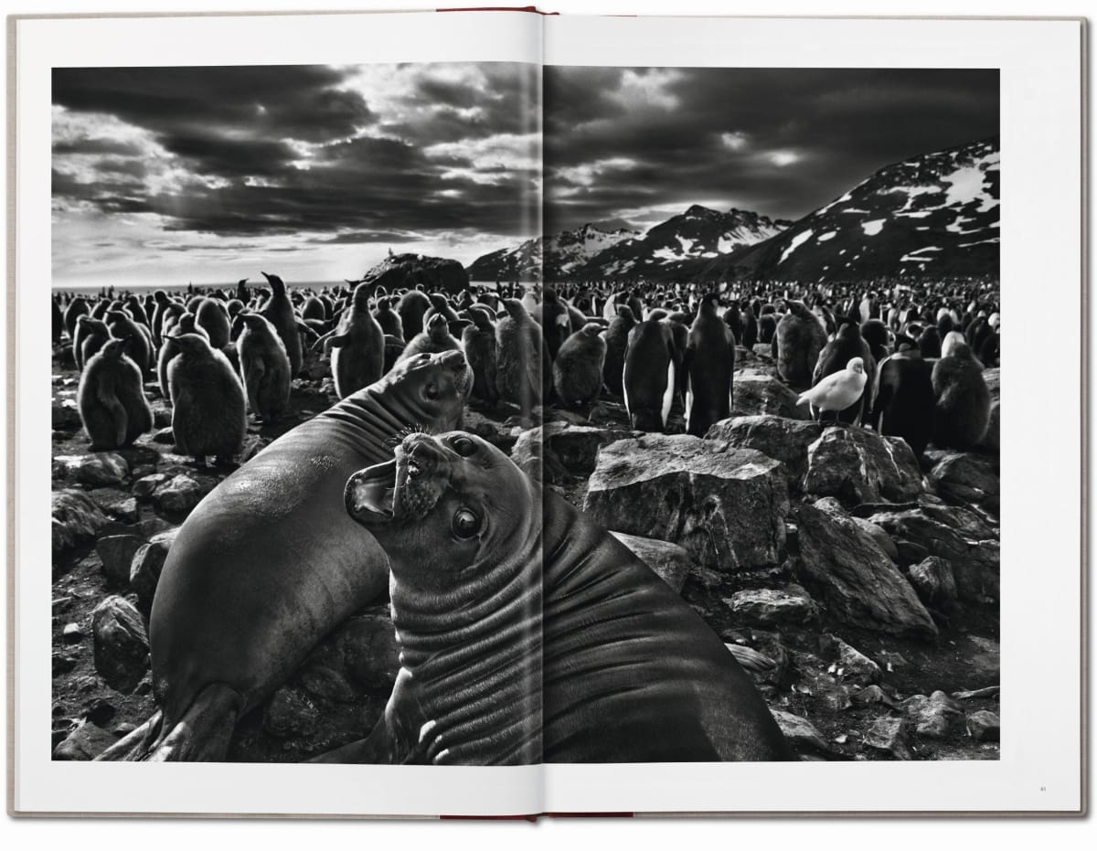 Sebastião Salgado. GENESIS