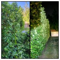 Tasker Branch & Hedge Trimming Photo