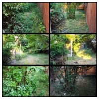 Tasker Branch & Hedge Trimming Photo