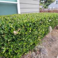 Tasker Branch & Hedge Trimming Photo