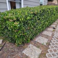 Tasker Branch & Hedge Trimming Photo