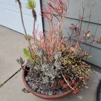 Tasker Branch & Hedge Trimming Photo