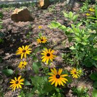 Tasker Yard Work Photo