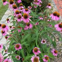 Tasker Landscaping Help Photo