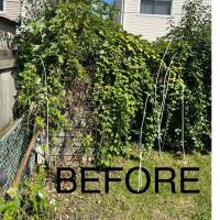 Tasker Branch & Hedge Trimming Photo