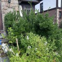 Tasker Branch & Hedge Trimming Photo