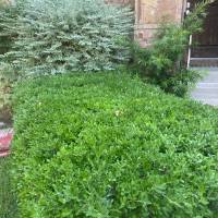 Tasker Branch & Hedge Trimming Photo