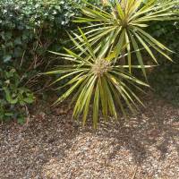 Tasker Branch & Hedge Trimming Photo