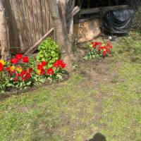 Tasker Branch & Hedge Trimming Photo