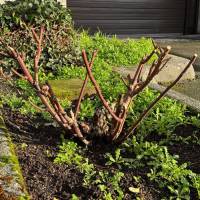 Tasker Branch & Hedge Trimming Photo