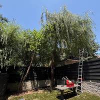 Tasker Branch & Hedge Trimming Photo