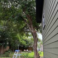 Tasker Branch & Hedge Trimming Photo
