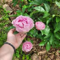 Tasker Landscaping Help Photo