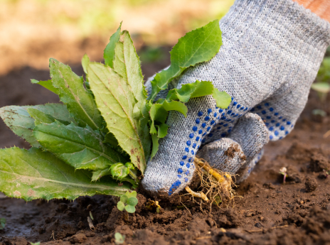 Weed Removal Services | Get Rid Of Weeds | TaskRabbit