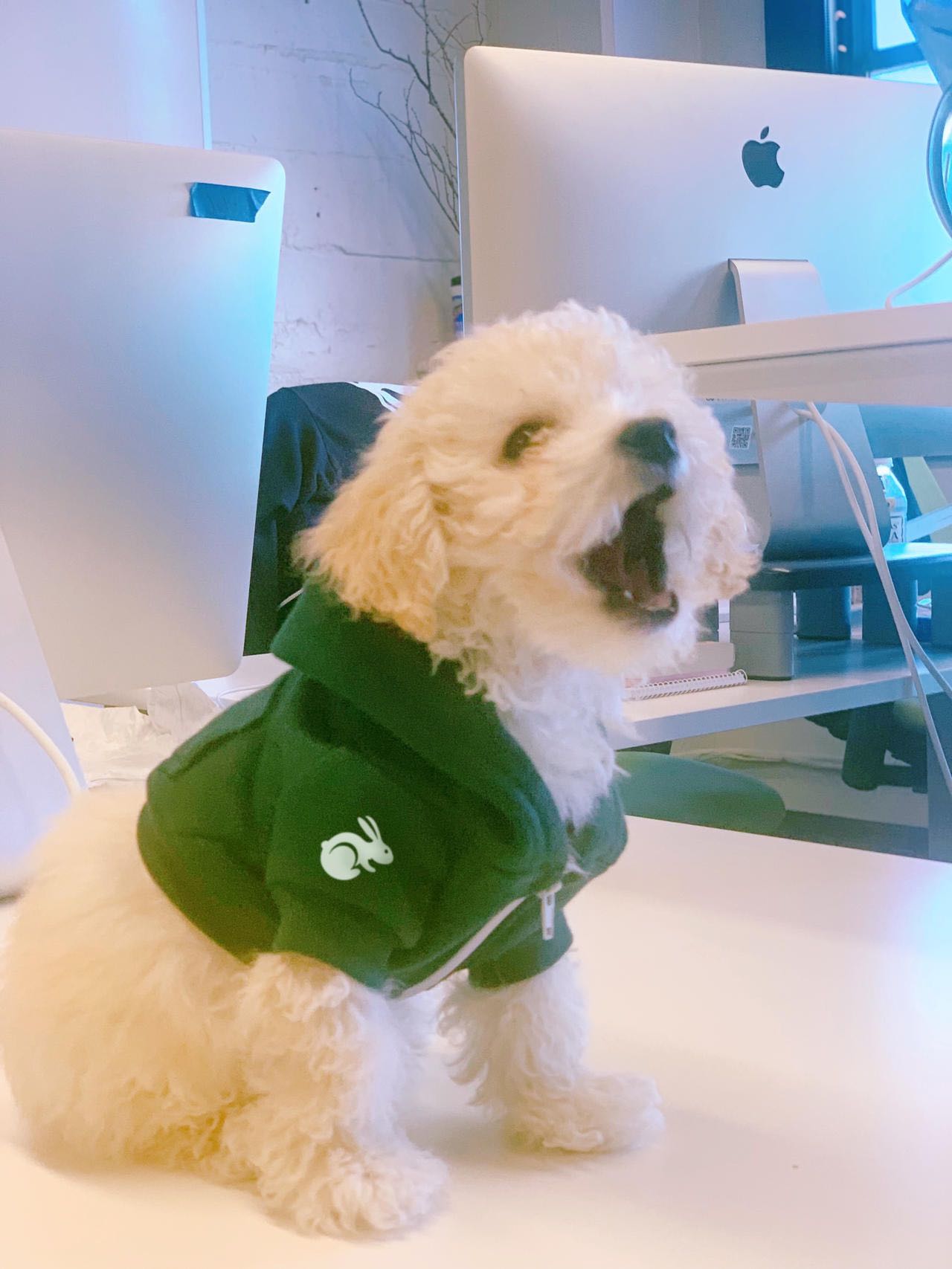 A small white dog wearing a green hoodie with the TaskRabbit logo sitting on an employee’s desk posing for a photo with its mouth open.