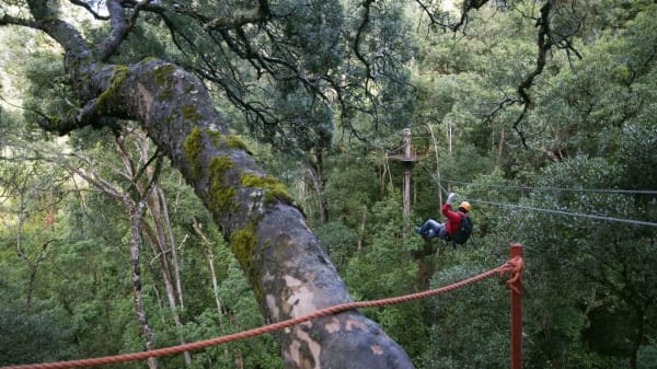 Canopy tree top tours  tsitsikamma forest western cape 6253205746 o y9p2zm