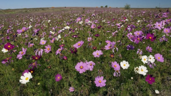 Clocolan cosmos eastern free state pqla6w