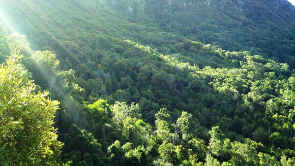 1280px newlands forest and devils peak   cape town   sa lgzweh