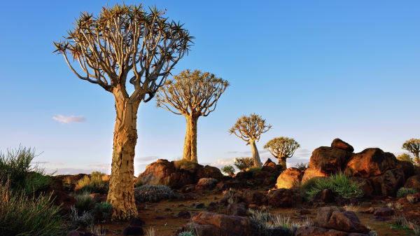 Quiver tree forest near keetmanshoop dfdliy