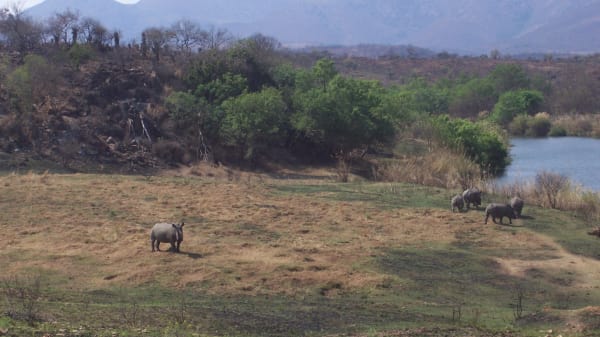 Rhinoceros in the songimvelo game reserve qvxaqm