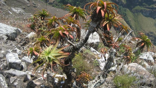 Aloe arborescens   chimanimani 1  10238274536 bdnjeo