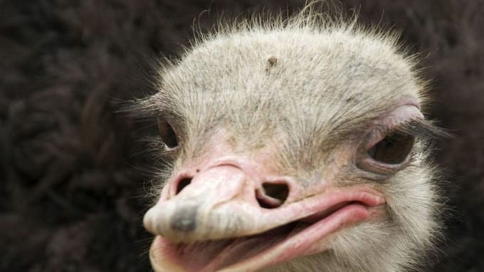 Cc18r4ocpbqtna0dlfzc