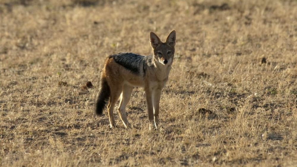 Black backed jackal kgalagadi transfrontier park northern cape 6252670397 o skd3ha