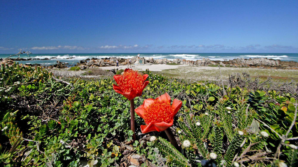 Cape agulhas dune fynbos   overberg south africa 3919317430 o vwymwa