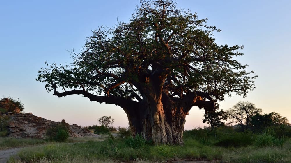 Baobab mapungubwe limpopo south africa 19921665124 o ozouk4