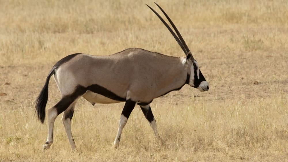 Gemsbok near xaus lodge kgalagadi transfrontier park northern cape 6253216846 o onlc0e