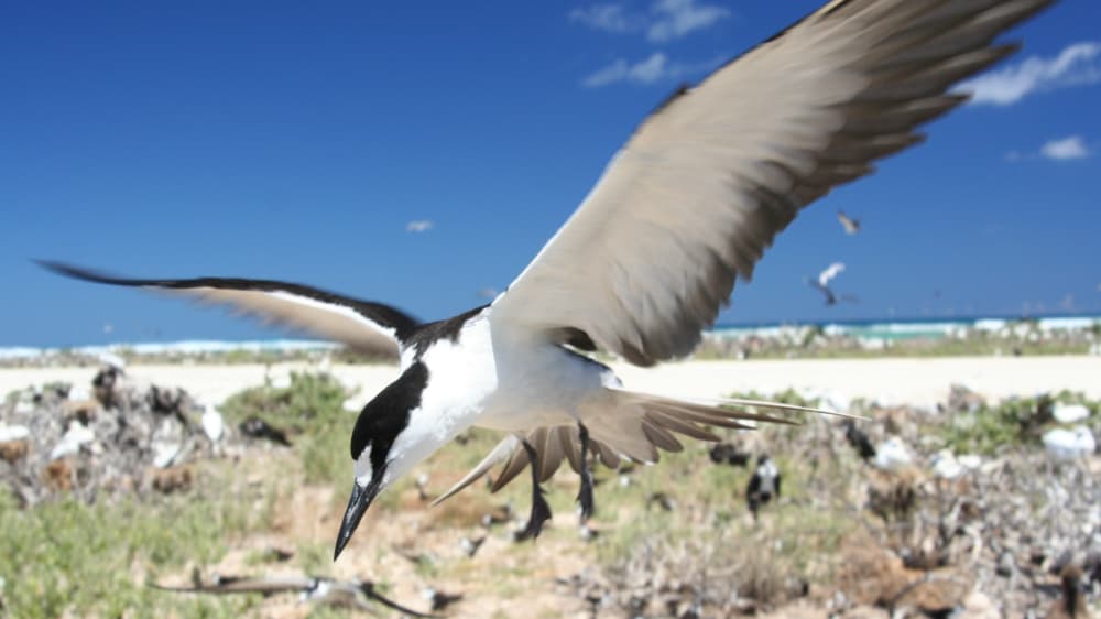 Sooty tern flying cyhuor