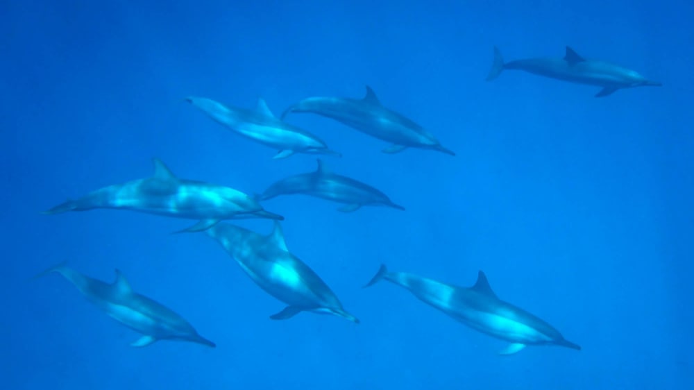 Alphonse island marine life  ydsmiq