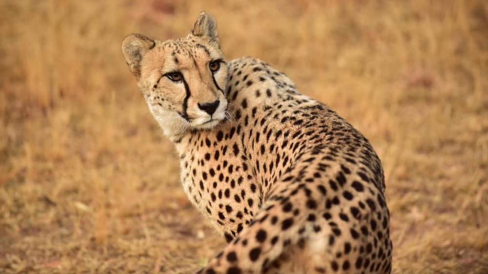 De wildt cheetah and wildlife rehabilitation centre hartbeespoort north west south africa 20538049961 o fc3v3f