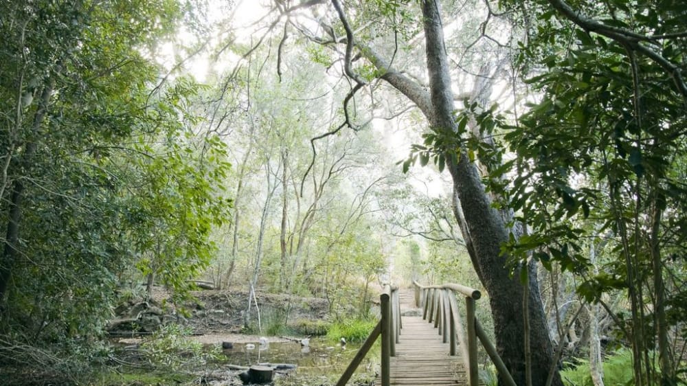 Bridge in the kirstenbosch national botanical garden western cape 6252697311 o jpkowx