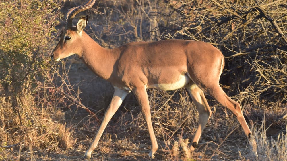 Mosetlha bush camp  eco lodge madikwe game reserve north west south africa 20522776932 o gqs9q2