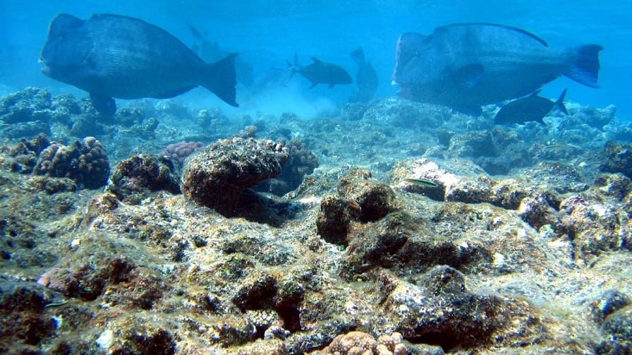 Humpback parrot fish koaryy