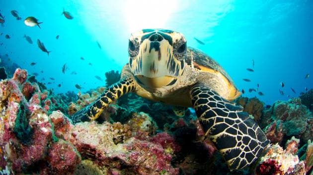 Hawksbill turtle vr5pty