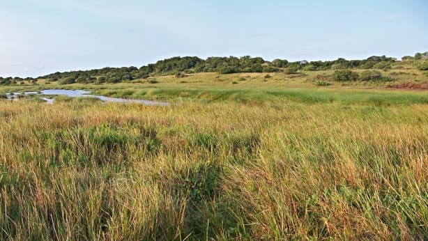 Maputaland wetlands lyjwnt