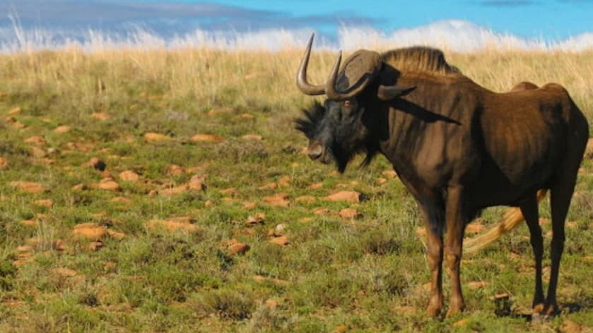 Black wildebeest maria moroka game reserve zvbh5s