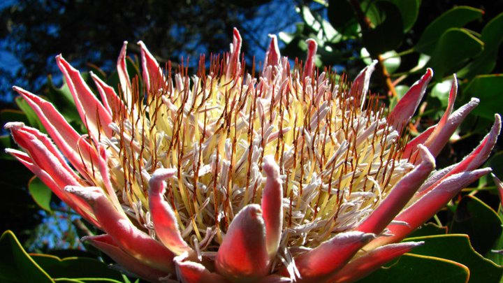 Kirstenbosch9 lurerh