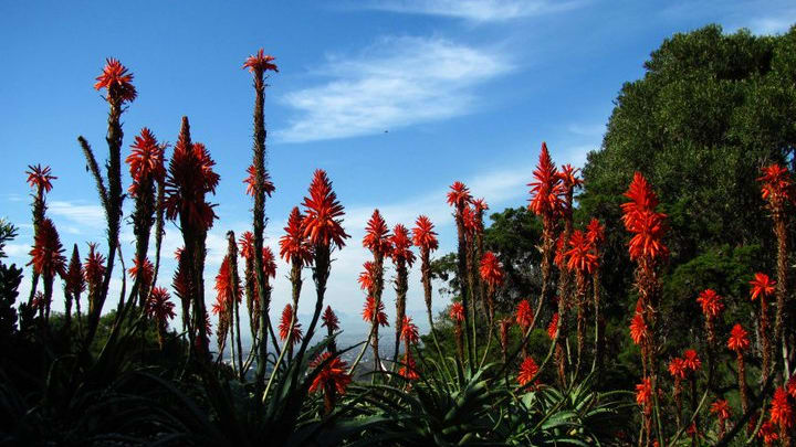 Kirstenbosch5 uw8l0r