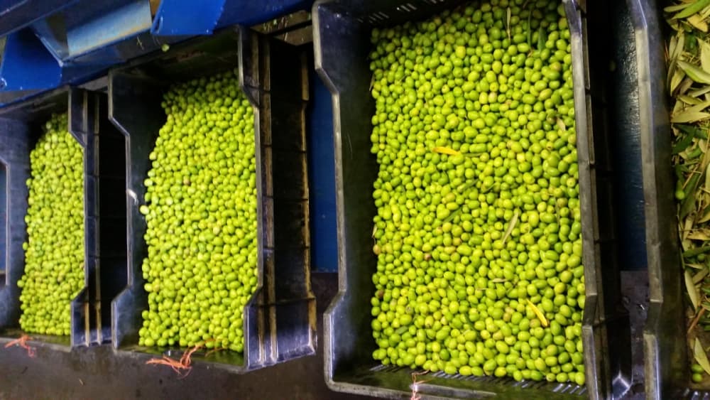 Olive harvesting hillcrest wine farm r5e7pc