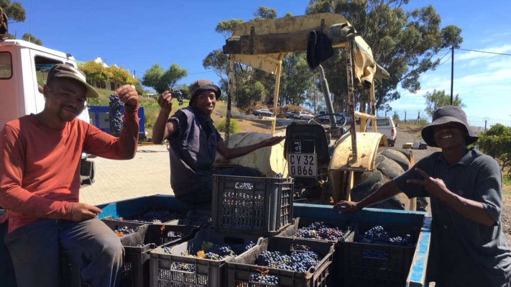 Grape harvesting hillcrest wine farm hnj6nq