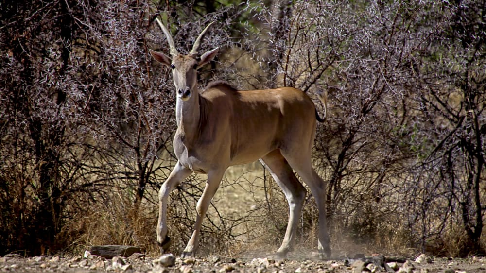 An eland at daan viljoen game park namibia africa xmuawf