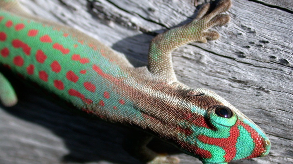 Day gecko ourtx7