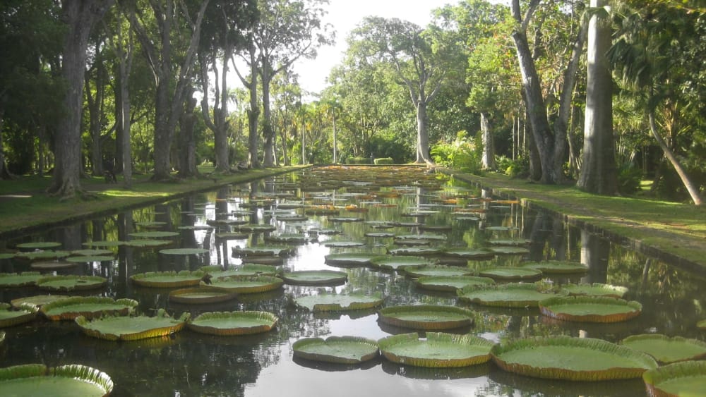 Giant water lilies gsuexm
