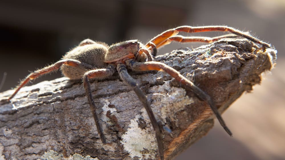 Tarantula on a piece of wood manica xbok0f