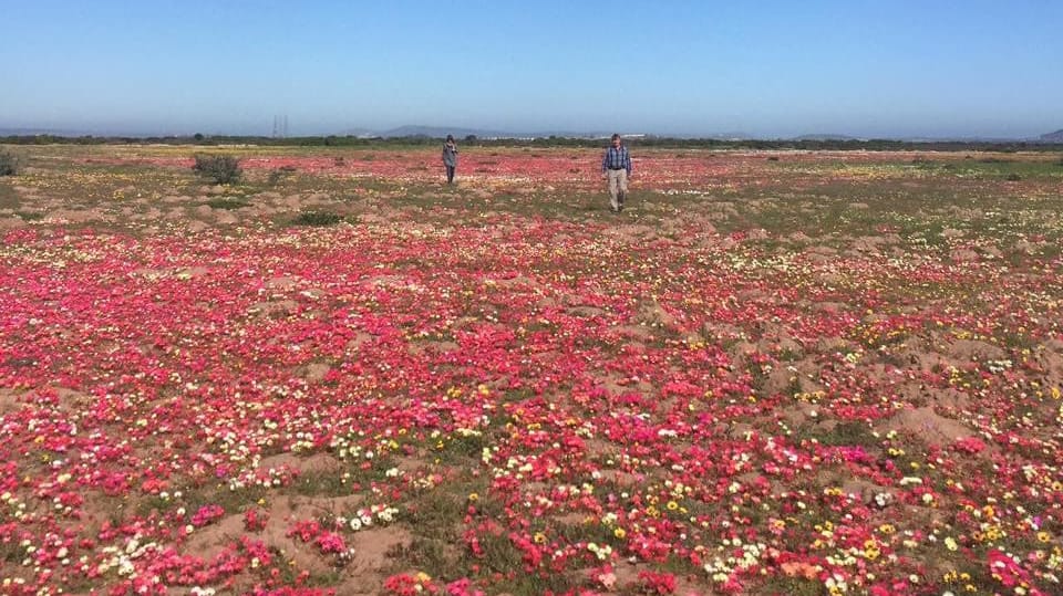 Flowers in 2016 bluebay lodge iiistr